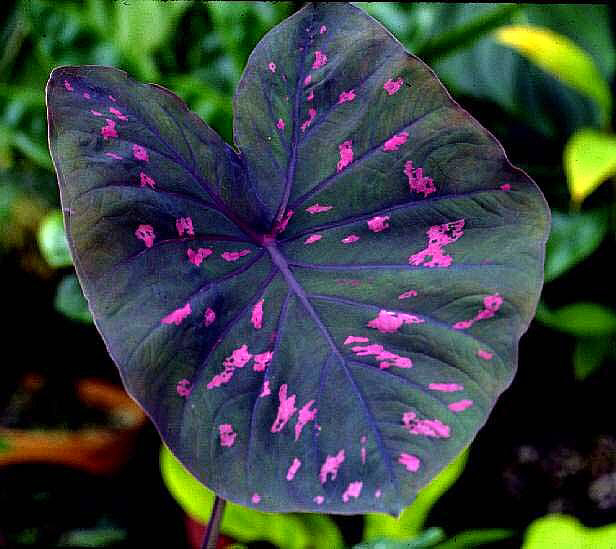 Caladium rubicondrum 'Bi-color'